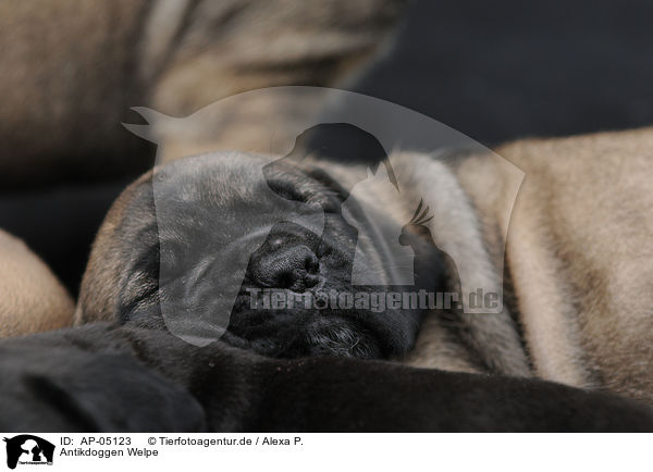 Antikdoggen Welpe / Antikdoggen puppy / AP-05123