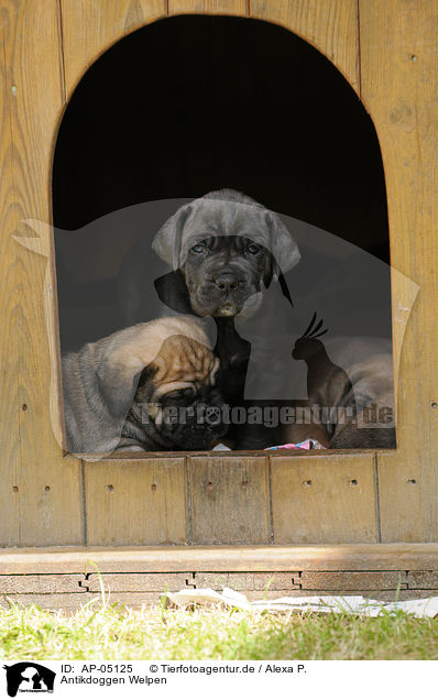 Antikdoggen Welpen / AP-05125