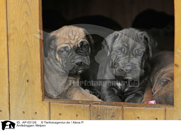 Antikdoggen Welpen / Antikdoggen puppies / AP-05126