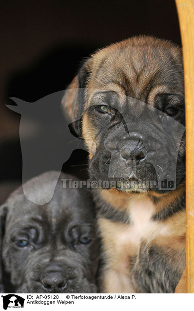 Antikdoggen Welpen / Antikdoggen puppies / AP-05128