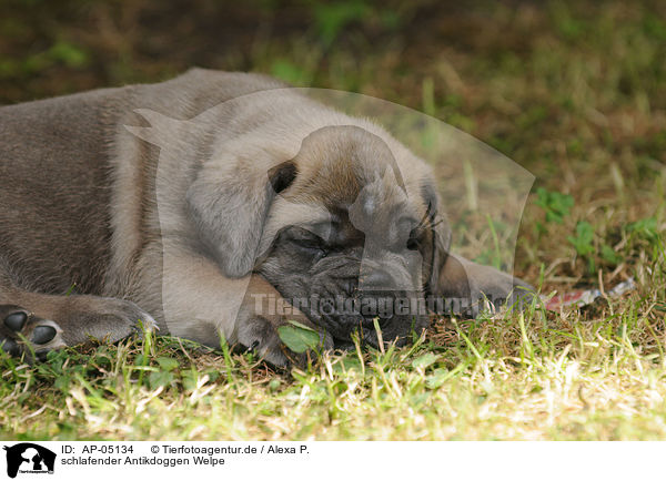 schlafender Antikdoggen Welpe / sleeping Antikdoggen puppy / AP-05134