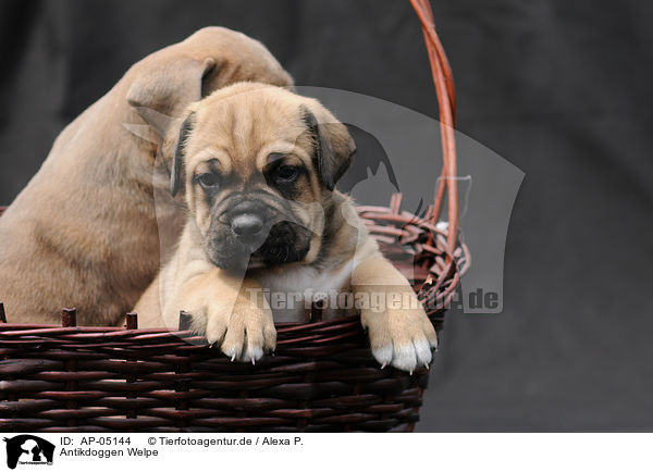 Antikdoggen Welpe / Antikdoggen puppy / AP-05144