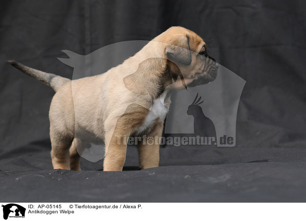Antikdoggen Welpe / Antikdoggen puppy / AP-05145