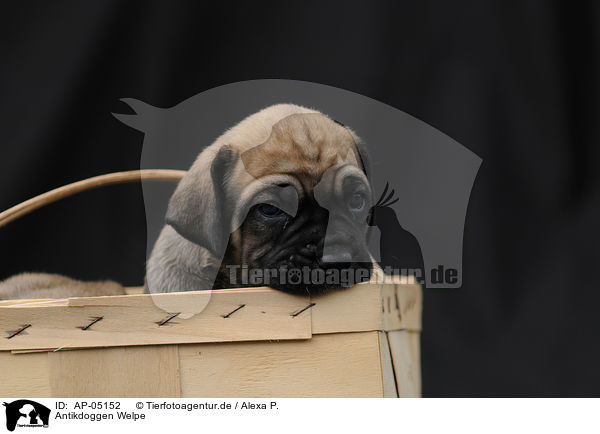 Antikdoggen Welpe / Antikdoggen puppy / AP-05152