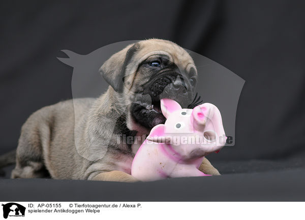 spielender Antikdoggen Welpe / playing Antikdoggen puppy / AP-05155