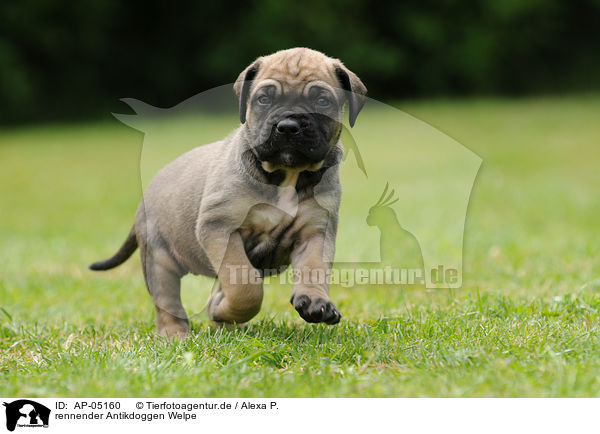 rennender Antikdoggen Welpe / AP-05160