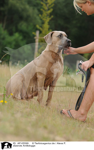 sitzende Antikdogge / sitting Antikdogge / AP-05599