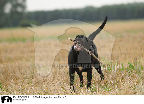 Antikdogge / Antique Dogge / AP-05609