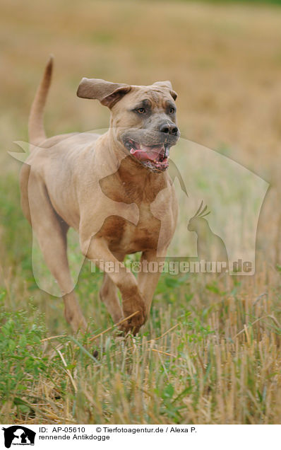 rennende Antikdogge / running Antikdogge / AP-05610