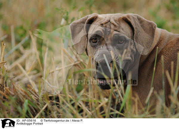 Antikdogge Portrait / AP-05616