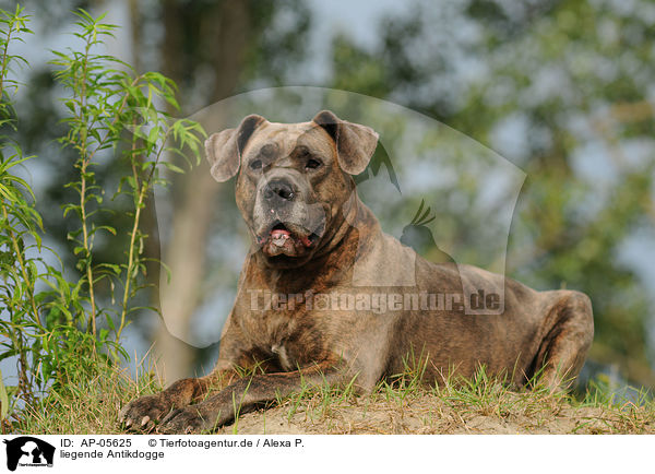 liegende Antikdogge / AP-05625