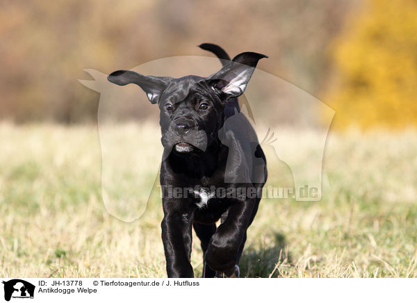 Antikdogge Welpe / Antikdogge Puppy / JH-13778