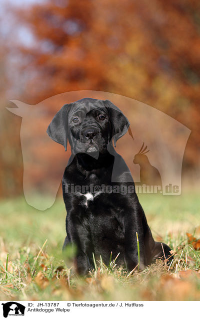 Antikdogge Welpe / JH-13787
