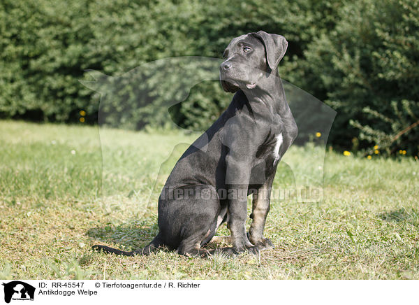 Antikdogge Welpe / RR-45547