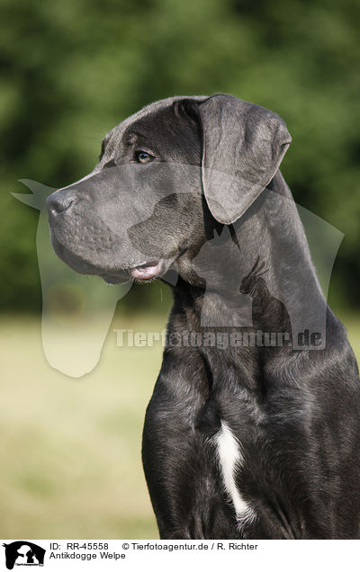 Antikdogge Welpe / RR-45558