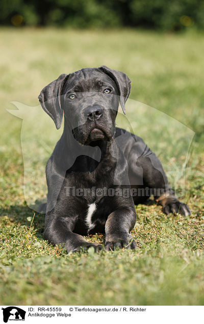 Antikdogge Welpe / RR-45559