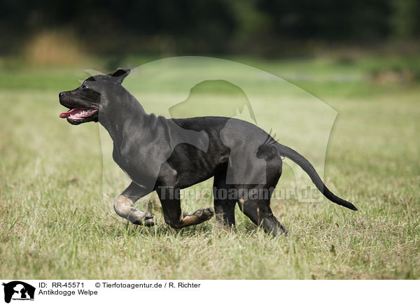 Antikdogge Welpe / RR-45571