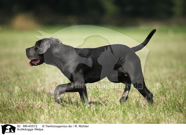 Antikdogge Welpe / RR-45572
