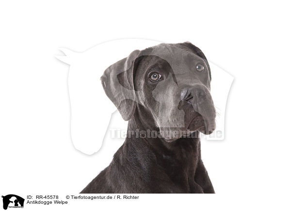 Antikdogge Welpe / RR-45578