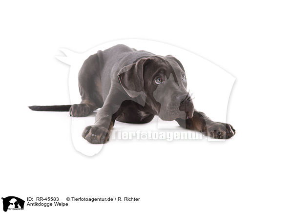 Antikdogge Welpe / RR-45583