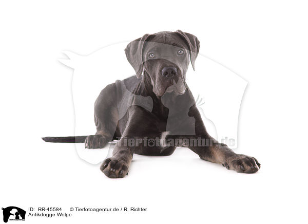 Antikdogge Welpe / Antikdogge Puppy / RR-45584