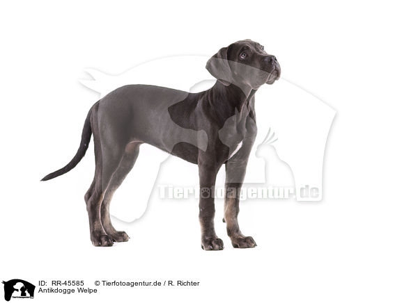 Antikdogge Welpe / Antikdogge Puppy / RR-45585