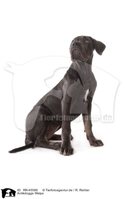 Antikdogge Welpe / Antikdogge Puppy / RR-45586