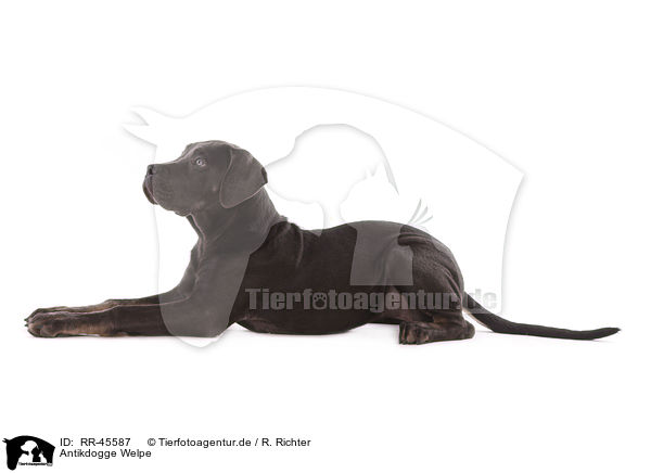 Antikdogge Welpe / RR-45587