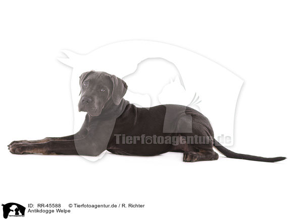 Antikdogge Welpe / RR-45588