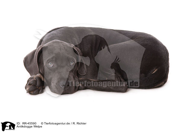 Antikdogge Welpe / Antikdogge Puppy / RR-45590