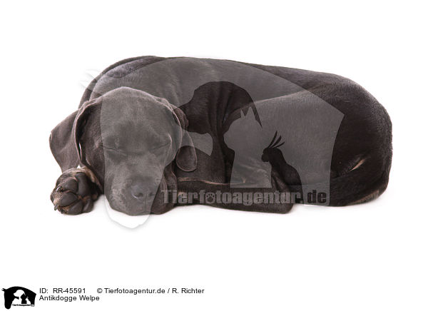 Antikdogge Welpe / Antikdogge Puppy / RR-45591