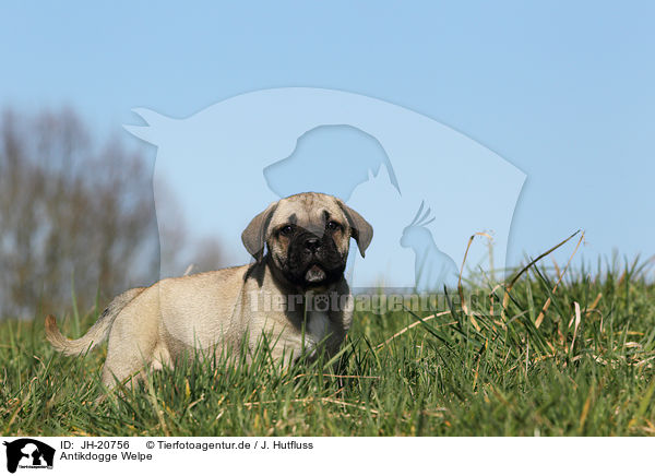 Antikdogge Welpe / Antique Mastiff Puppy / JH-20756