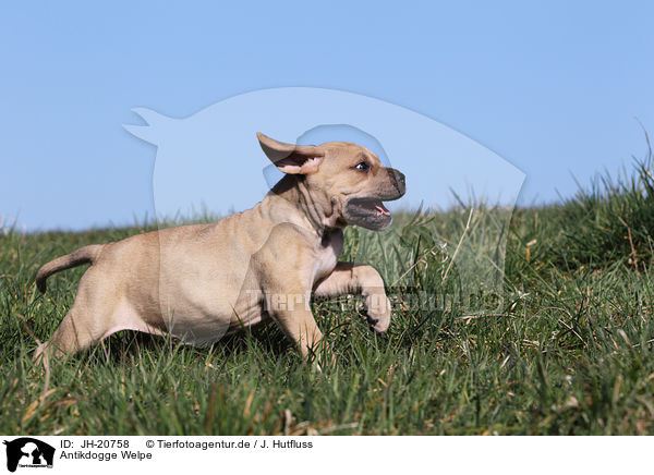 Antikdogge Welpe / Antique Mastiff Puppy / JH-20758