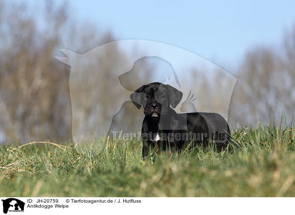 Antikdogge Welpe / Antique Mastiff Puppy / JH-20759