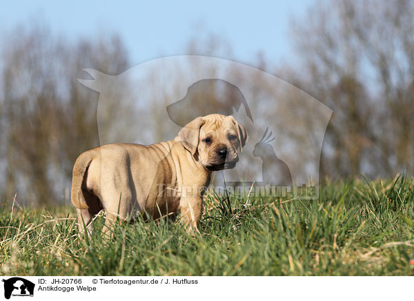 Antikdogge Welpe / JH-20766