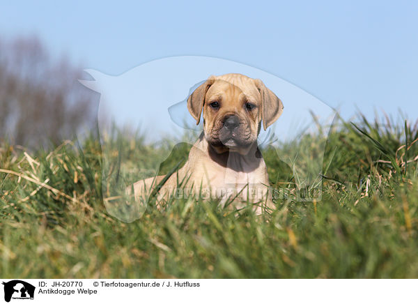 Antikdogge Welpe / JH-20770