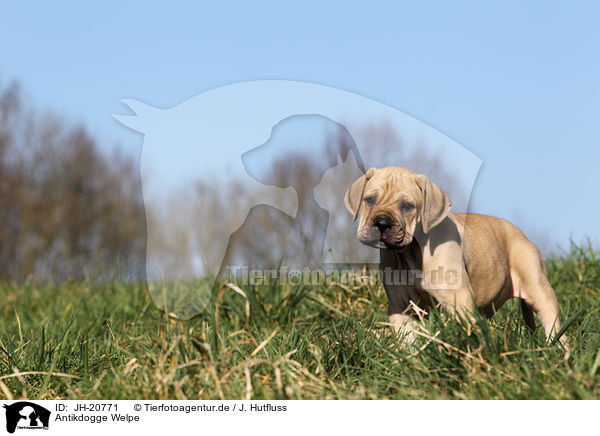 Antikdogge Welpe / Antique Mastiff Puppy / JH-20771