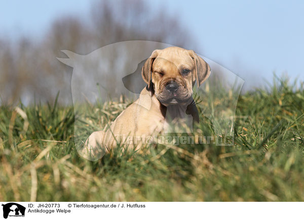 Antikdogge Welpe / JH-20773