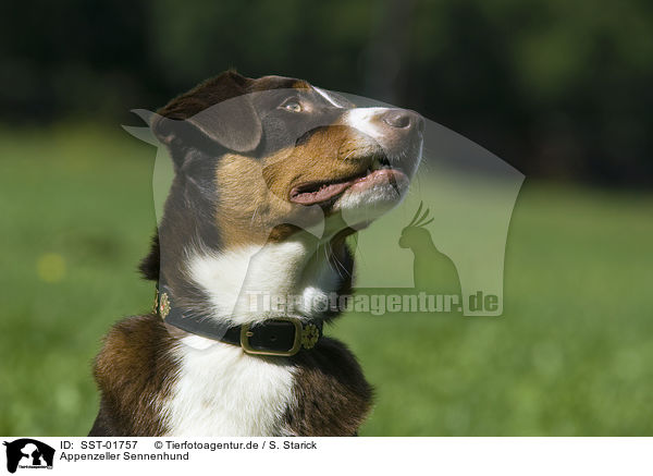 Appenzeller Sennenhund / Appenzeller Mountain Dog / SST-01757