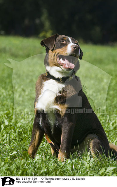 Appenzeller Sennenhund / SST-01759