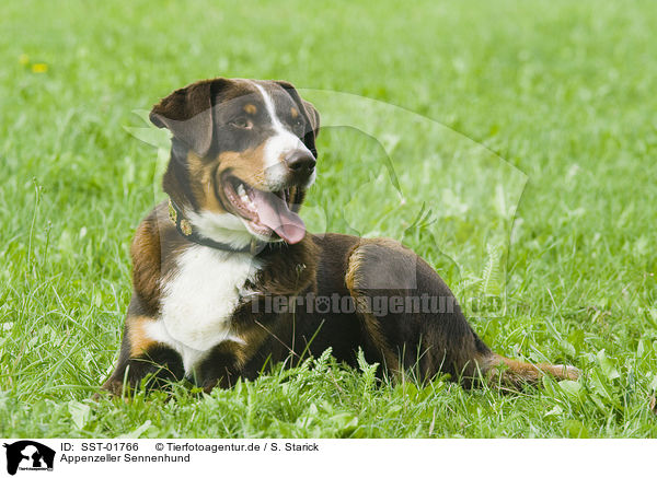 Appenzeller Sennenhund / Appenzeller Mountain Dog / SST-01766