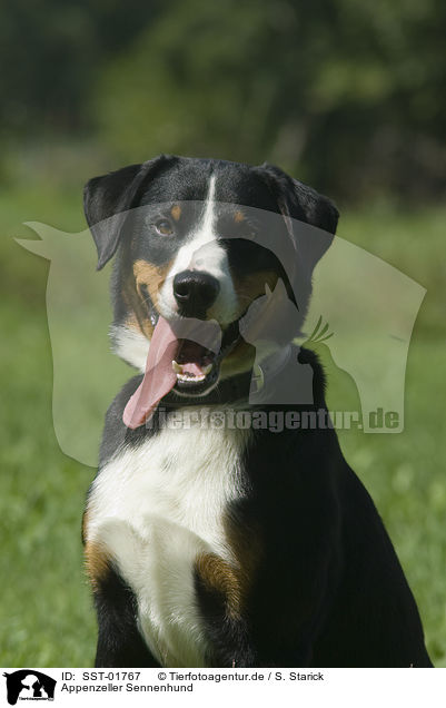 Appenzeller Sennenhund / Appenzeller Mountain Dog / SST-01767