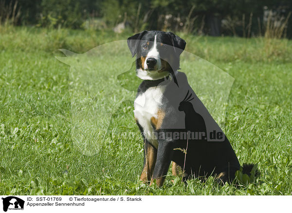 Appenzeller Sennenhund / Appenzeller Mountain Dog / SST-01769