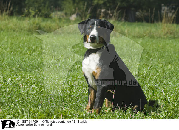 Appenzeller Sennenhund / SST-01769