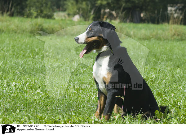 Appenzeller Sennenhund / SST-01770