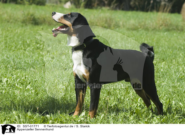 Appenzeller Sennenhund / SST-01771