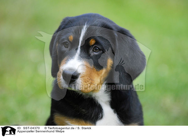 Appenzeller Sennenhund Welpe / Appenzell Mountain Dog Puppy / SST-04370