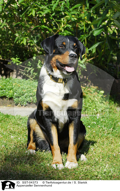 Appenzeller Sennenhund / SST-04373