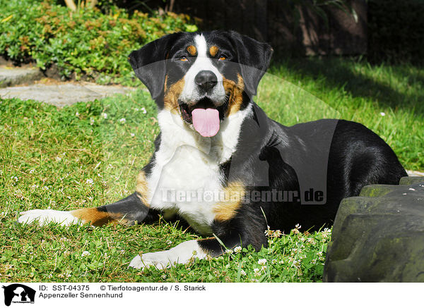 Appenzeller Sennenhund / SST-04375