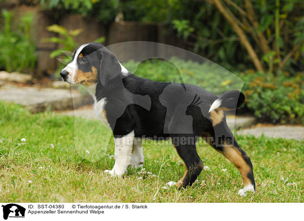 Appenzeller Sennenhund Welpe / SST-04380